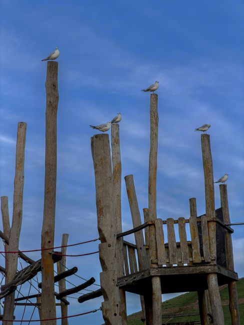 Six seagulls are perched on tall, weathered wooden posts and a small wooden platform structure at a playground or park. The posts vary in height and are rough in texture, with natural light brown and grayish hues, some showing signs of weathering. The platform has a small railing and is supported by sturdy wooden beams, situated among other posts and ropes that are part of the playground setup. The background features a clear blue sky with a few wispy clouds, creating a bright and natural outdoor atmosphere. The scene is free of debris or trash, emphasizing a peaceful setting. This image could relate to the importance of maintaining parks and playgrounds clean and safe, reflecting the broader context of rubbish removal and outdoor space management, as offered by services like Waste Clearance Ruislip, which handles private waste disposal and on-site clearance tasks in the area.